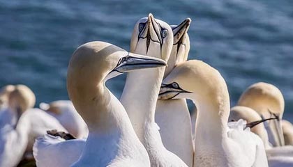 世界杯在线观看-米兰-科尔蒂纳冬残奥会开幕式正式开始