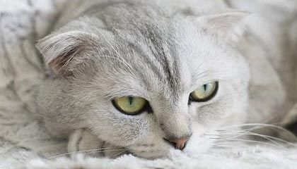 世界杯在线观看-米兰-科尔蒂纳冬残奥会开幕式正式开始