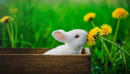 世界杯在线观看-米兰-科尔蒂纳冬残奥会开幕式正式开始